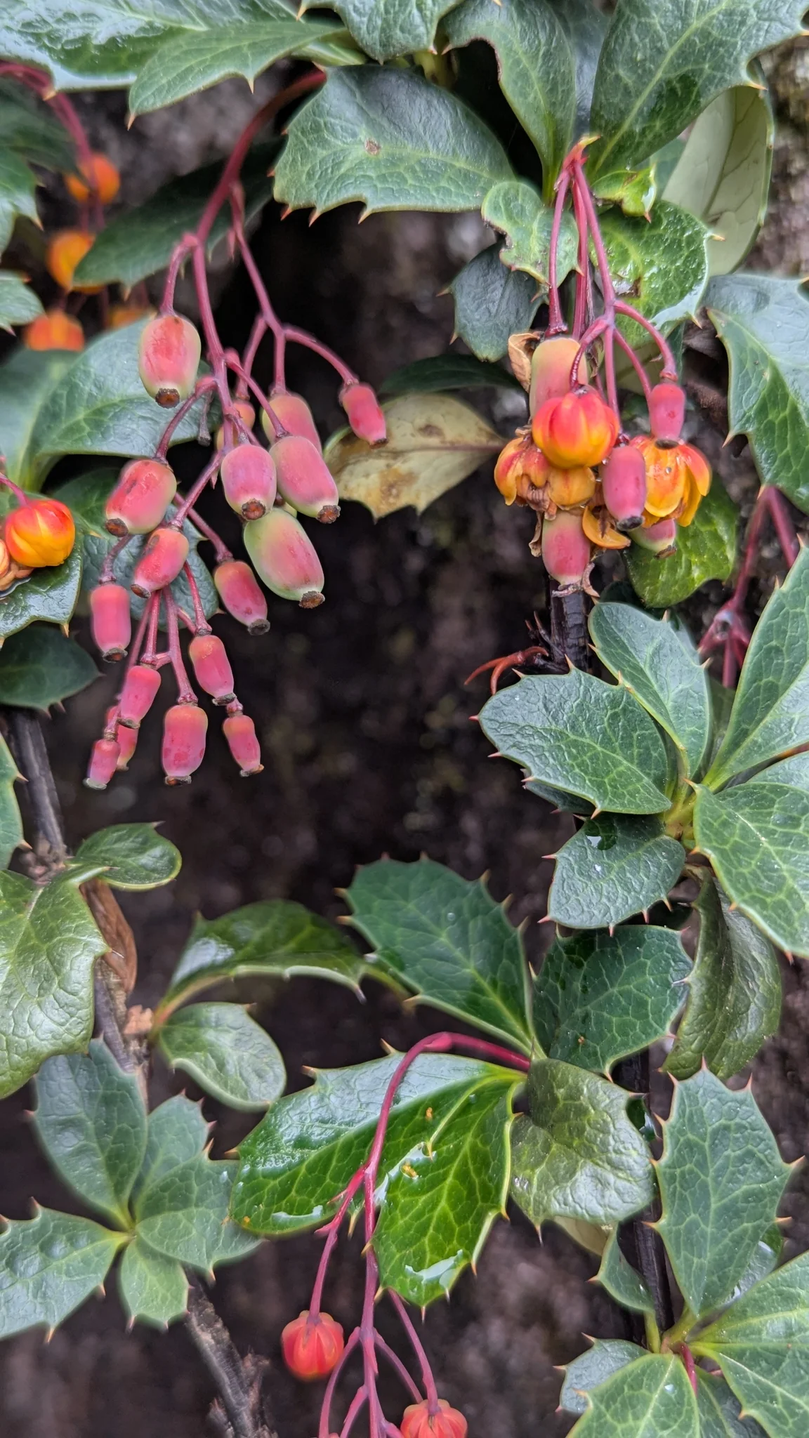 Flores redondeadas amarillo anaranjadas de Berberis y botones rojizos cuelgan de pedicelos rosados ramificados bajo hojas rígidas de bordes espinosos.
