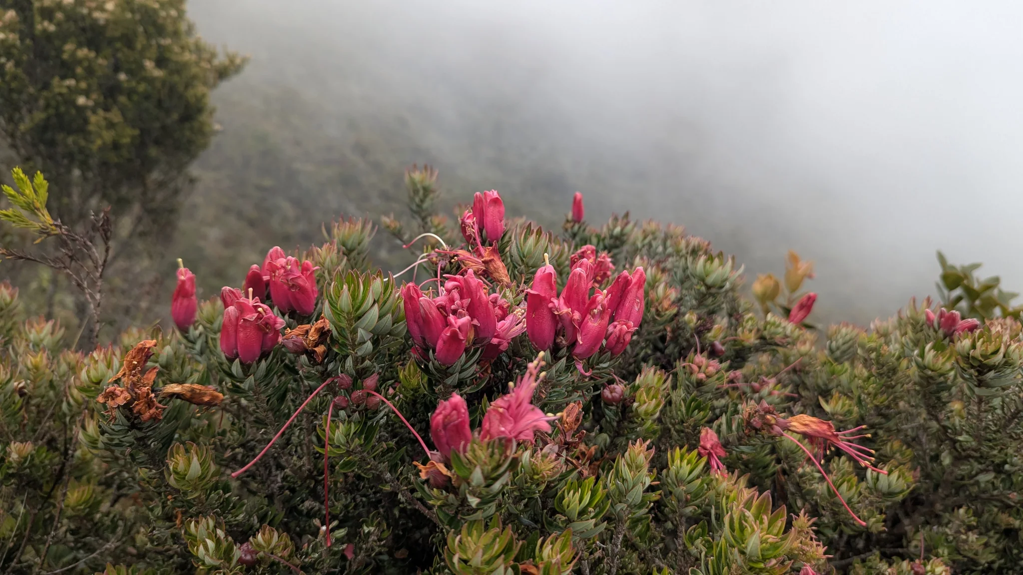 Arbusto magenta entre la niebla. La identificación más precisa sigue sin confirmarse.