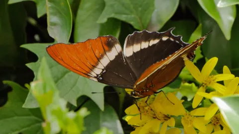 Mariposa anaranjada de franja blanca. La identificación más precisa sigue sin confirmarse.