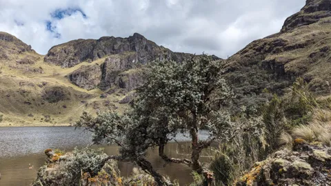 Árboles en la orilla de Chico Juan Manuel.