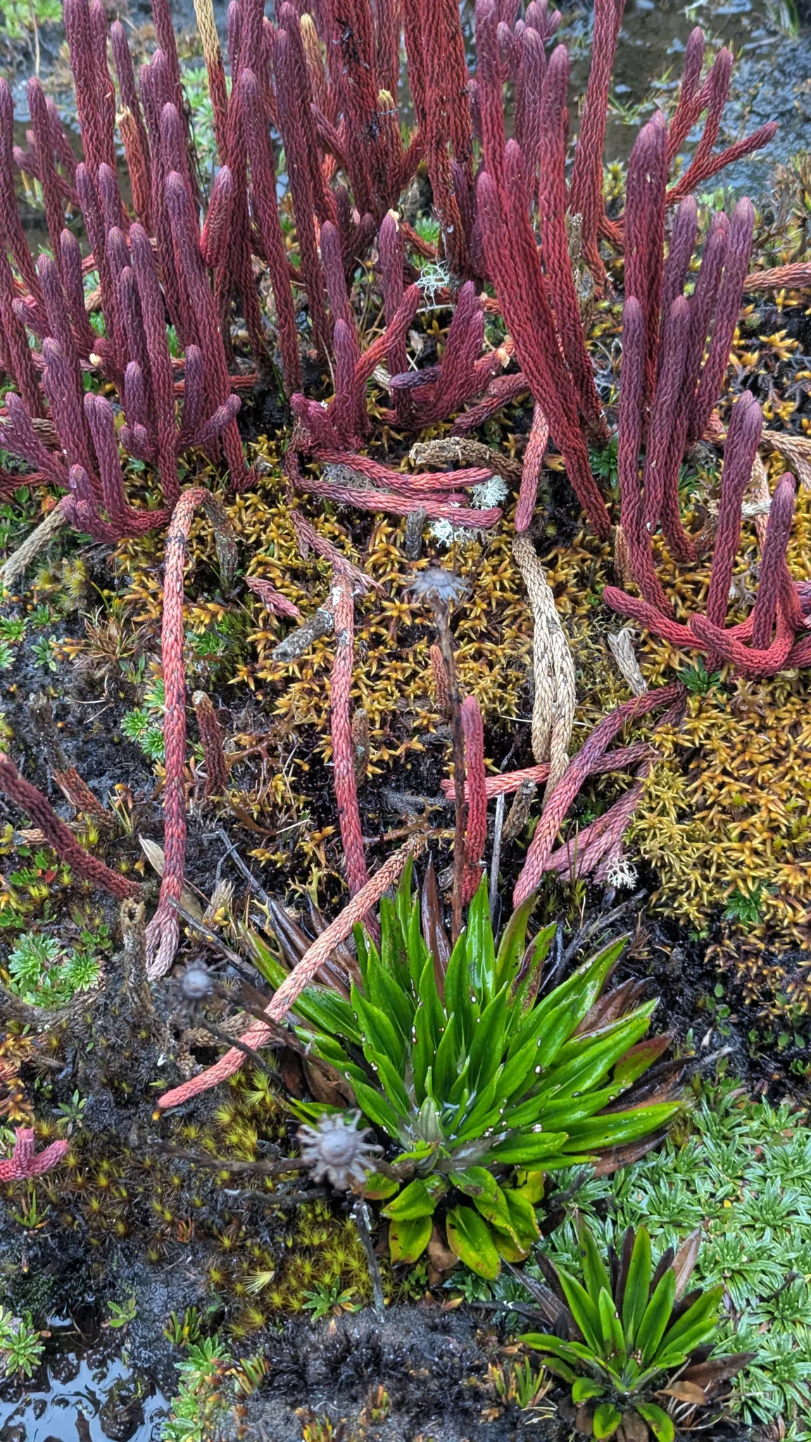 Tallos rojizos de Phlegmariurus se alzan entre musgo húmedo y vegetación baja.
