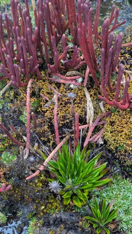 Tallos rojizos de Phlegmariurus se alzan entre musgo húmedo y vegetación baja.