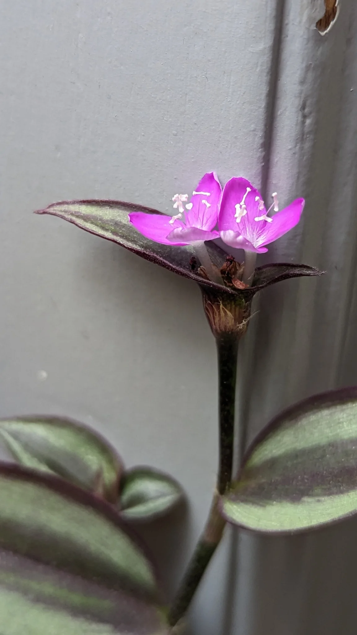 Tradescantia zebrina de hojas rayadas.