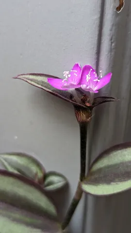 Tradescantia zebrina de hojas rayadas.