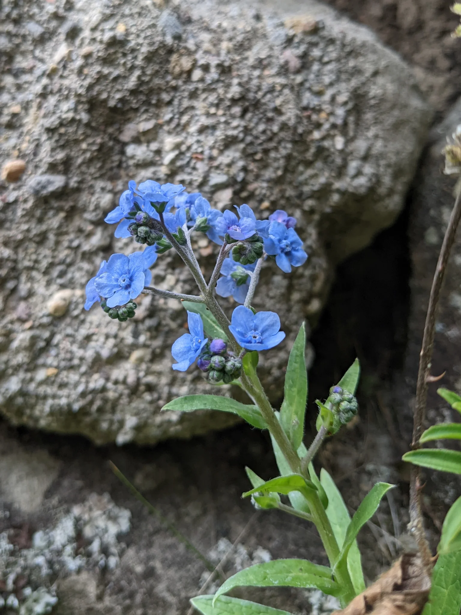 Flores intensamente azules de Cynoglossum amabile muestran lóbulos redondeados y escamas en la garganta, sobre hojas lanceoladas y vellosas junto a una roca.