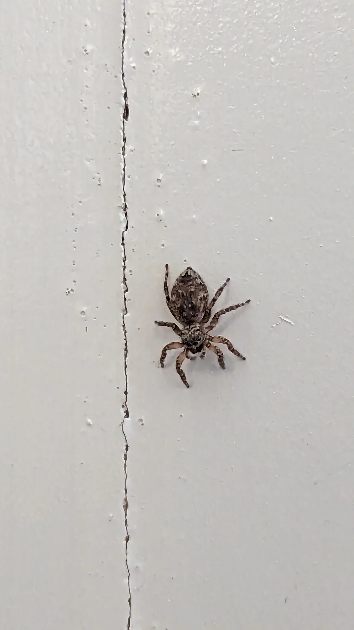 Araña pequeña junto a una grieta. La identificación más precisa sigue sin confirmarse.