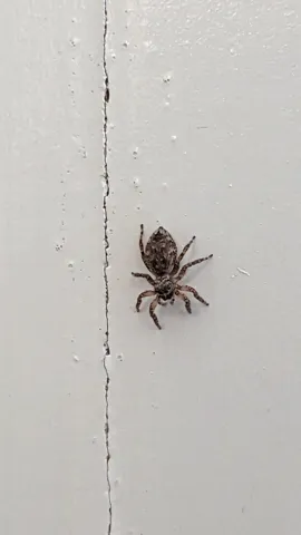 Araña pequeña junto a una grieta. La identificación más precisa sigue sin confirmarse.