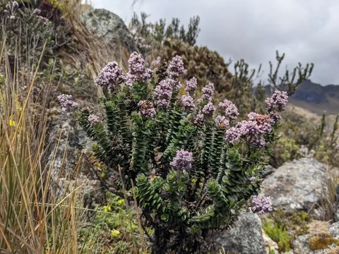 Arbusto compacto de flores rosadas. La identificación más precisa sigue sin confirmarse.
