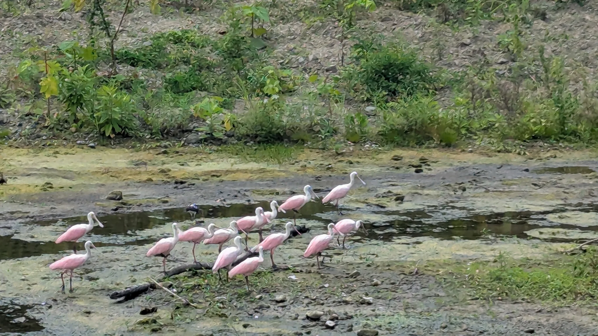 Aves rosadas en aguas someras. La identificación más precisa sigue sin confirmarse.