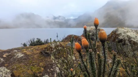 Flores anaranjadas junto a una laguna entre neblina