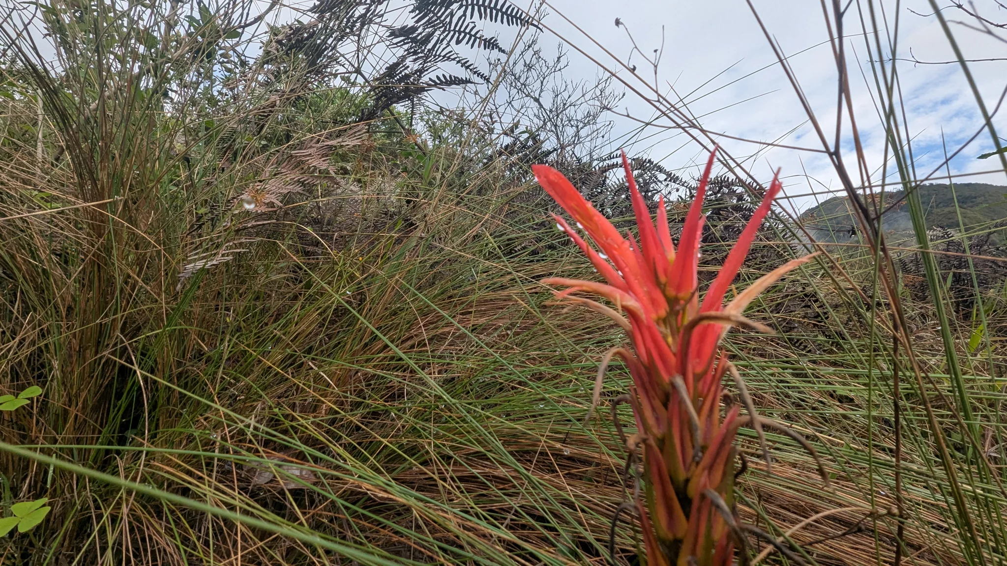 Brácteas escarlata de una Guzmania se elevan sobre hojas largas y estrechas entre hierba de la ladera.