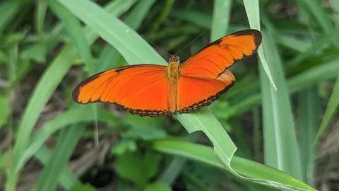Mariposa anaranjada entre hojas verdes. La identificación más precisa sigue sin confirmarse.
