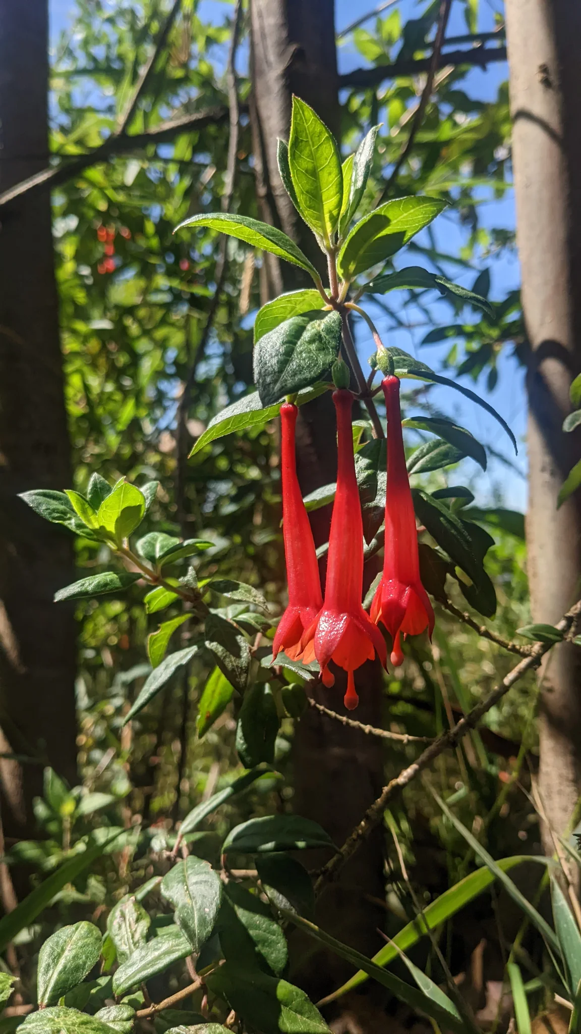 Flores rojas alargadas de Fuchsia.