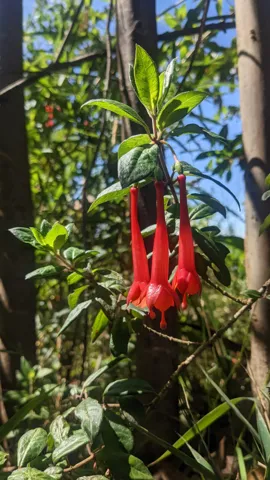 Flores rojas alargadas de Fuchsia.