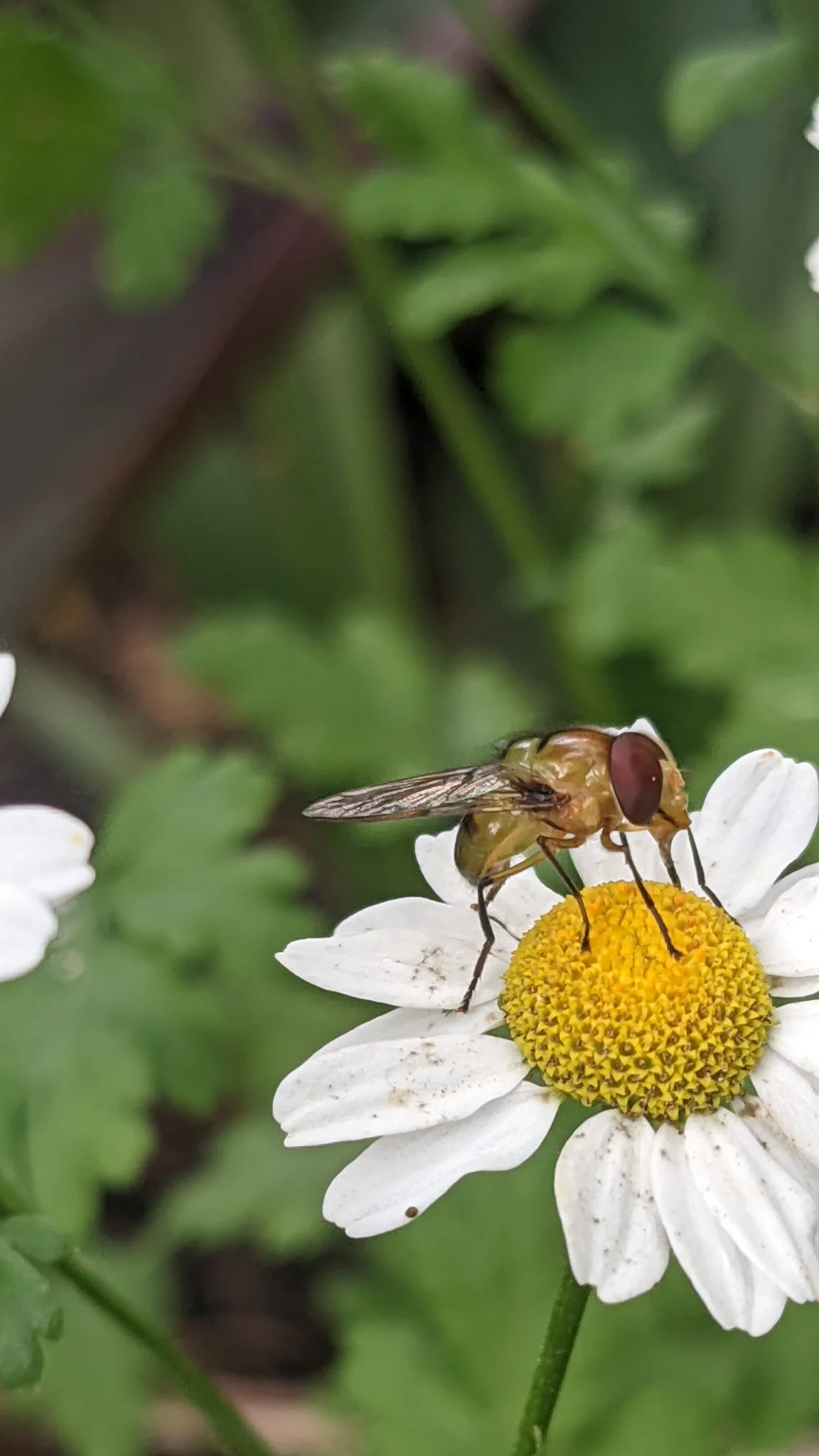 Mosca en una flor de matricaria.