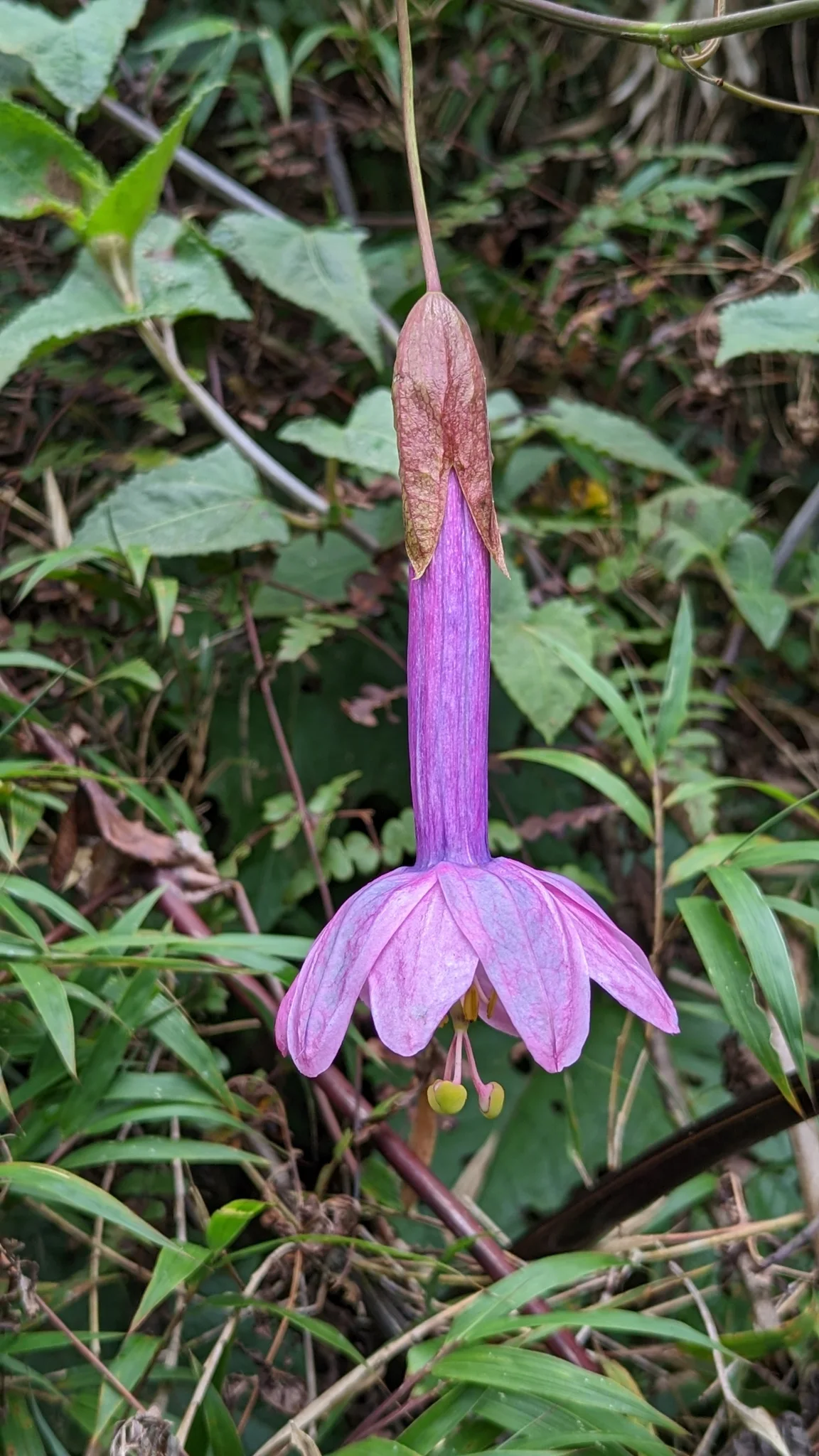 Una flor rosada de Passiflora cumbalensis cuelga de un tubo largo entre hojas verdes.
