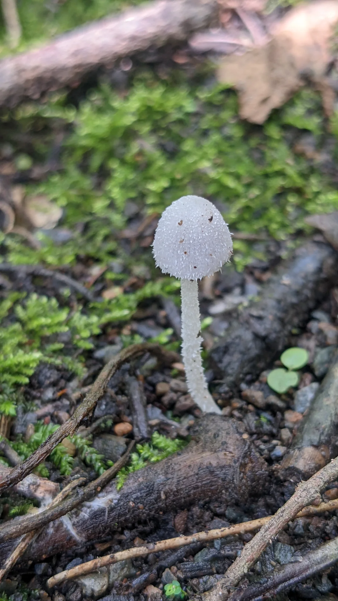 Hongo gris en el suelo del bosque. La identificación más precisa sigue sin confirmarse.