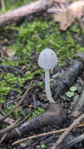Hongo gris en el suelo del bosque. La identificación más precisa sigue sin confirmarse.