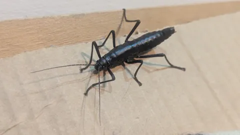 Detalle de un insecto