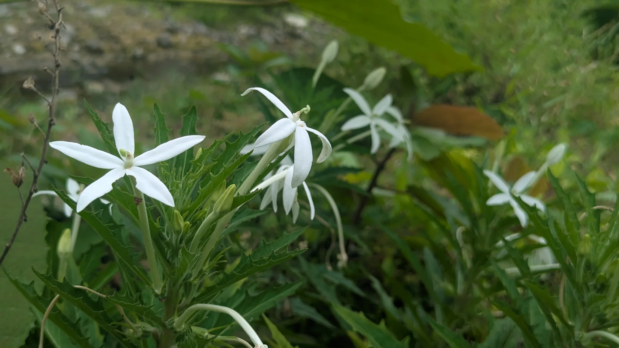 Flores estrelladas de Hippobroma longiflora.