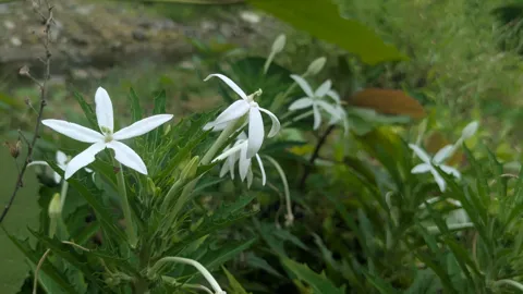 Flores estrelladas de Hippobroma longiflora.