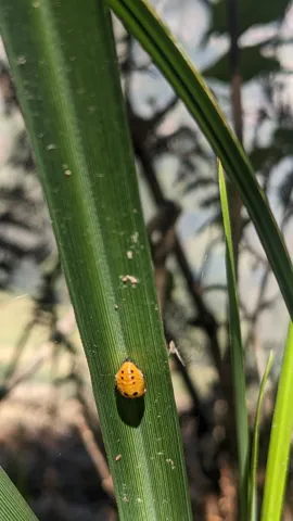 Pequeño insecto anaranjado en una hoja larga. La identificación más precisa sigue sin confirmarse.