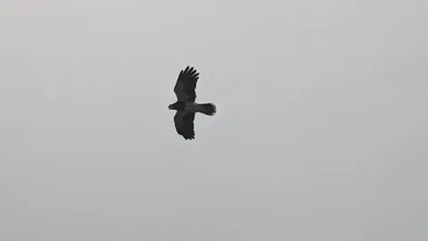 Silueta de un ave en la niebla. La identificación más precisa sigue sin confirmarse.