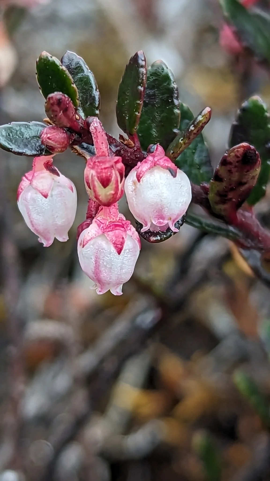 Campanillas rosadas en un arbusto