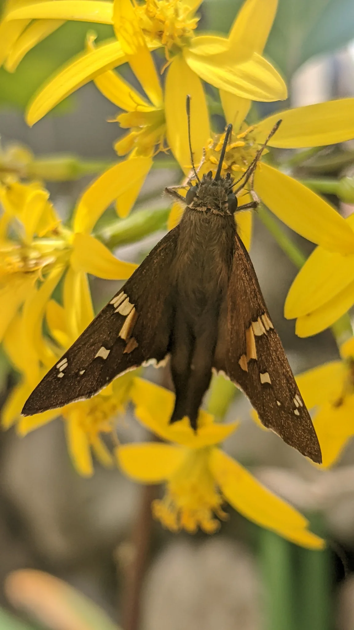 Mariposa marrón con manchas claras. La identificación más precisa sigue sin confirmarse.
