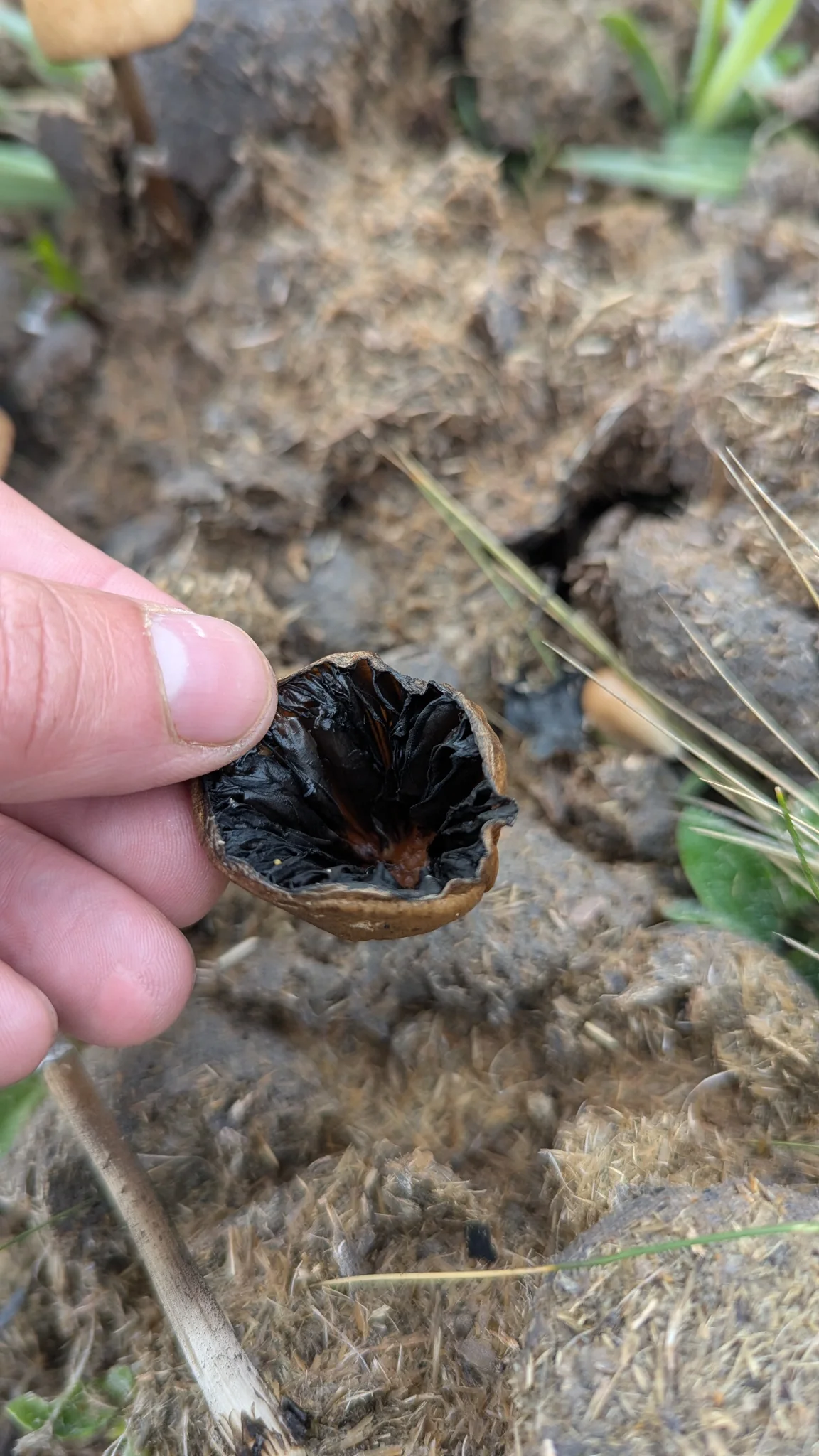 Artrópodo oscuro junto a una mano. La identificación más precisa sigue sin confirmarse.