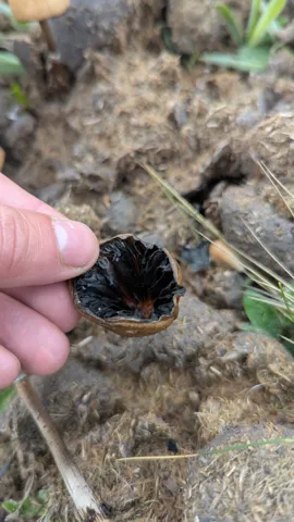 Artrópodo oscuro junto a una mano. La identificación más precisa sigue sin confirmarse.