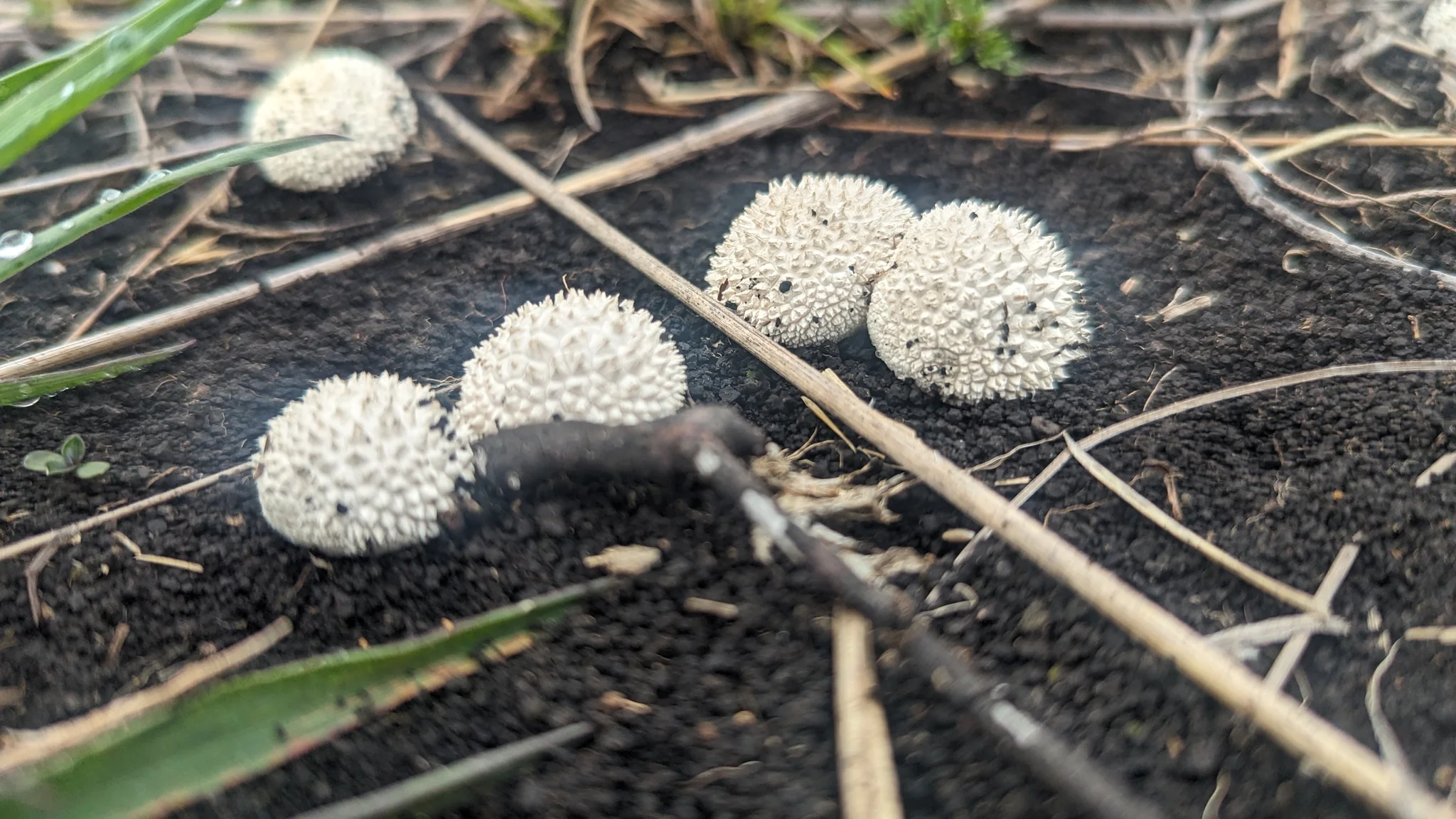 Varios hongos blancos de Lycoperdon muestran superficies cubiertas de pequeñas espinas entre ramitas y hojarasca.