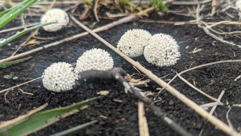 Varios hongos blancos de Lycoperdon muestran superficies cubiertas de pequeñas espinas entre ramitas y hojarasca.