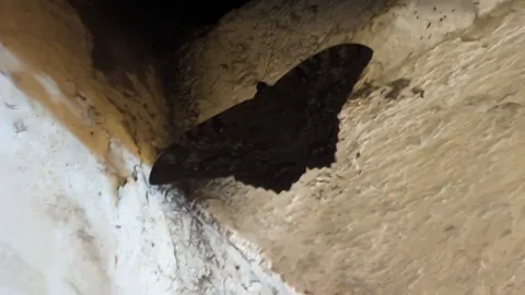 Polilla oscura junto a una viga. La identificación más precisa sigue sin confirmarse.