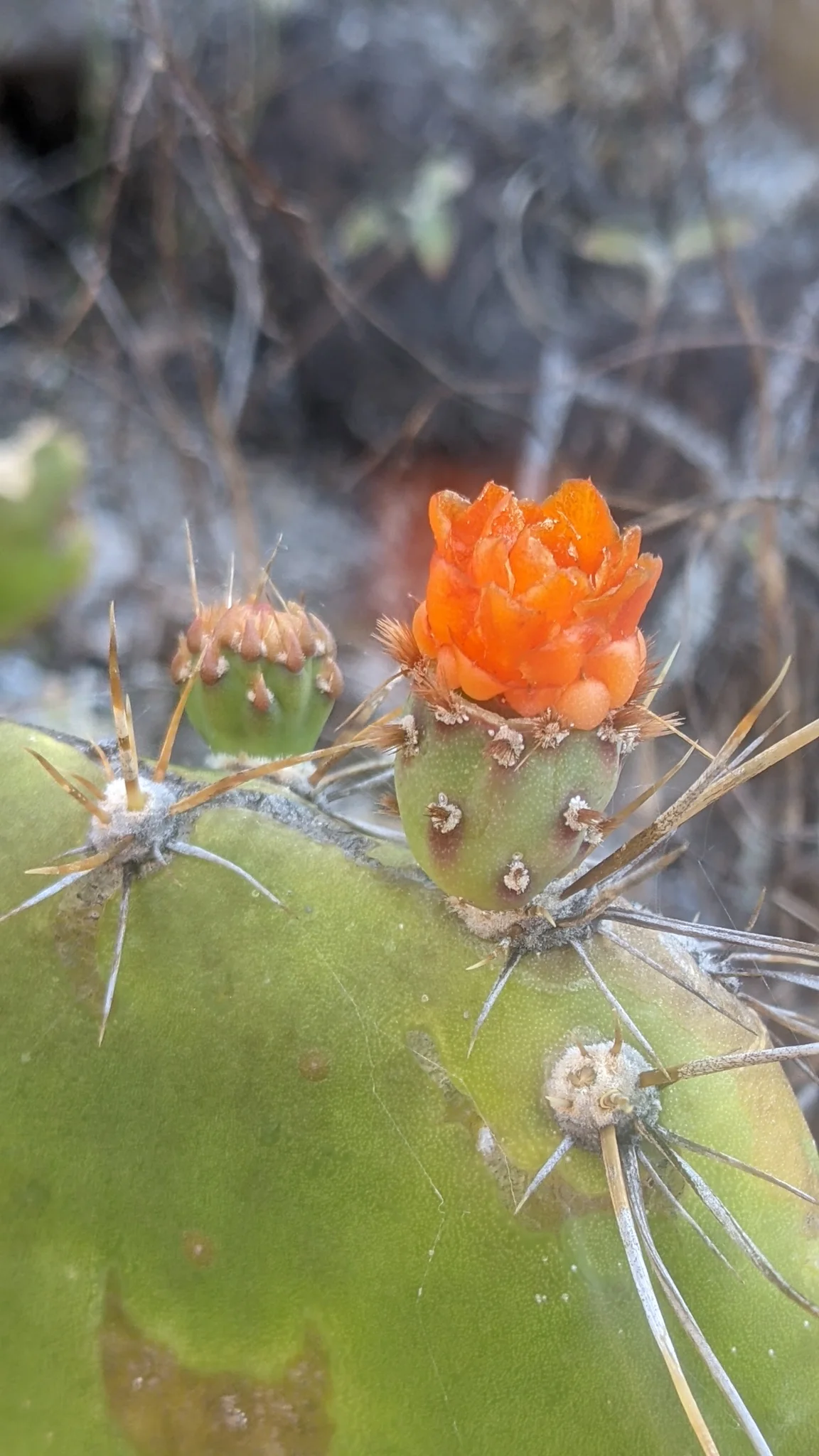 Flor anaranjada de Opuntia.