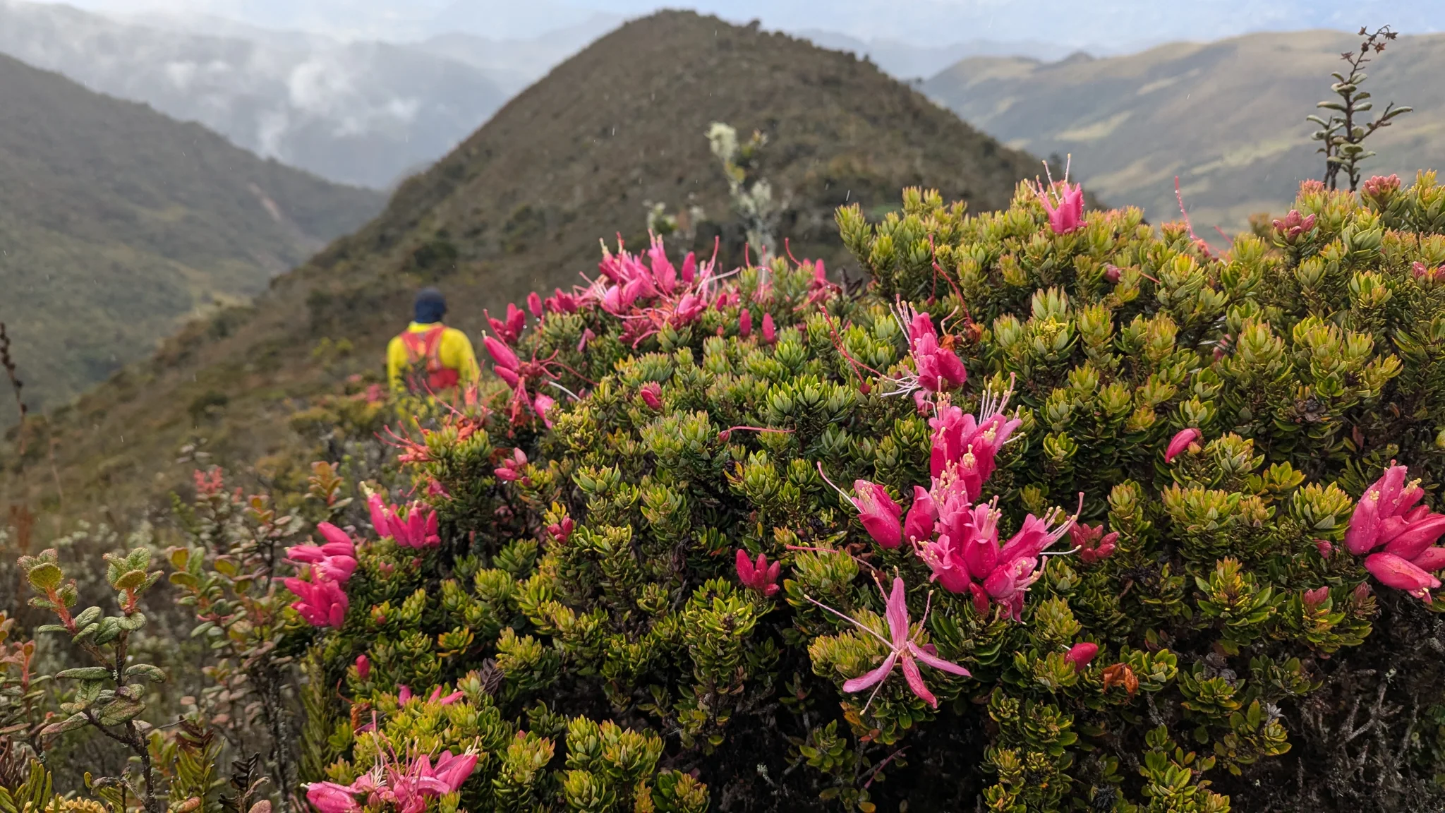 Flores rosadas de Bejaria destacan sobre hojas pequeñas y densas en una ladera, con montañas al fondo y largos estambres que sobresalen de los pétalos.