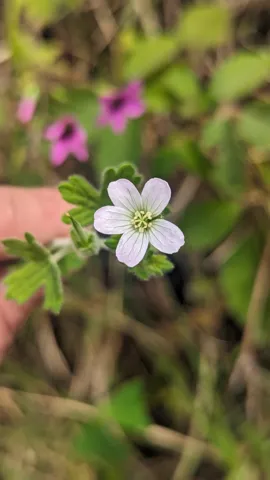 Flor blanca entre hojas lobuladas. La identificación más precisa sigue sin confirmarse.