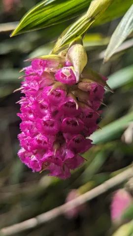 Ramillete magenta visto de cerca. La identificación más precisa sigue sin confirmarse.