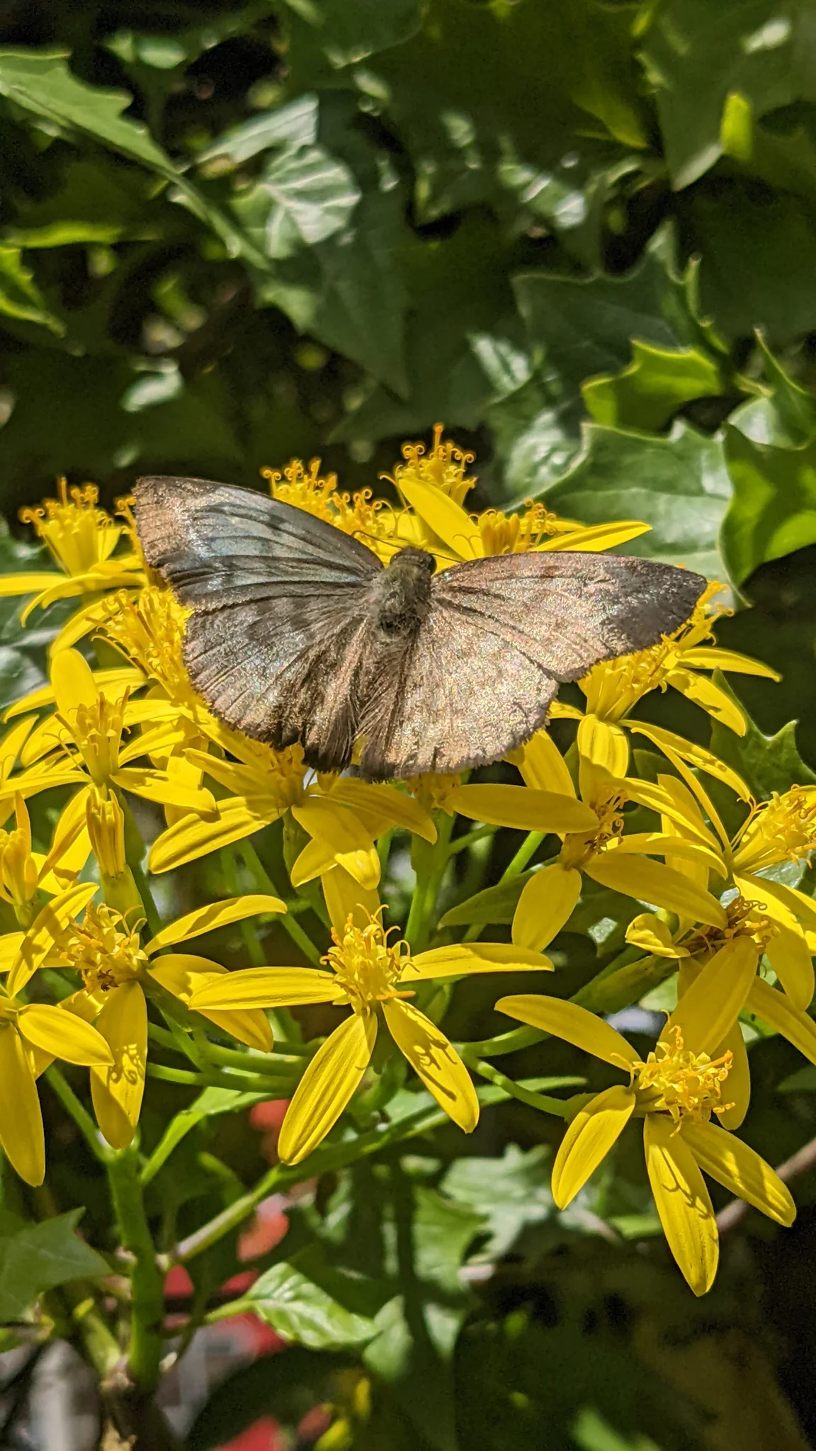 Una mariposa visita un grupo de cabezuelas amarillas de Senecio entre hojas verdes.
