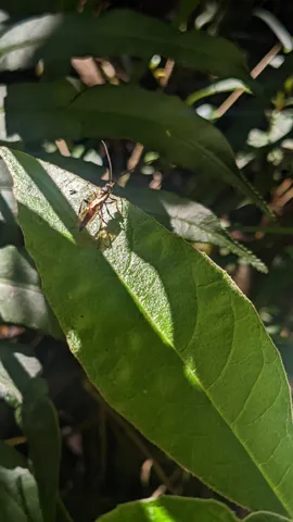Cápsula seca bajo hojas verdes. La identificación más precisa sigue sin confirmarse.