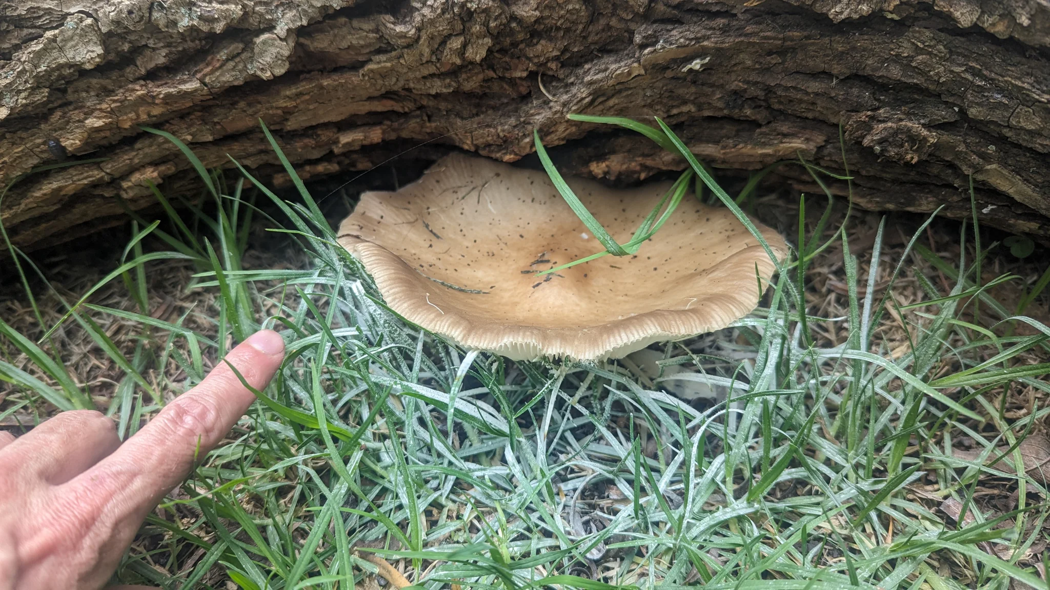 Un hongo grande junto a madera caída. La identificación más precisa sigue sin confirmarse.