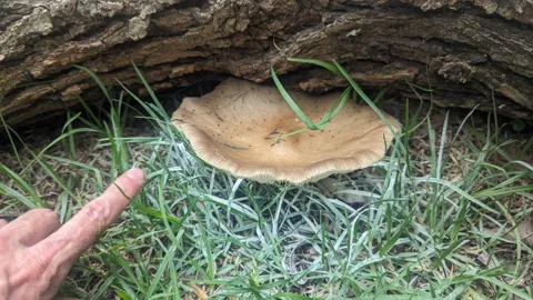 Un hongo grande junto a madera caída. La identificación más precisa sigue sin confirmarse.