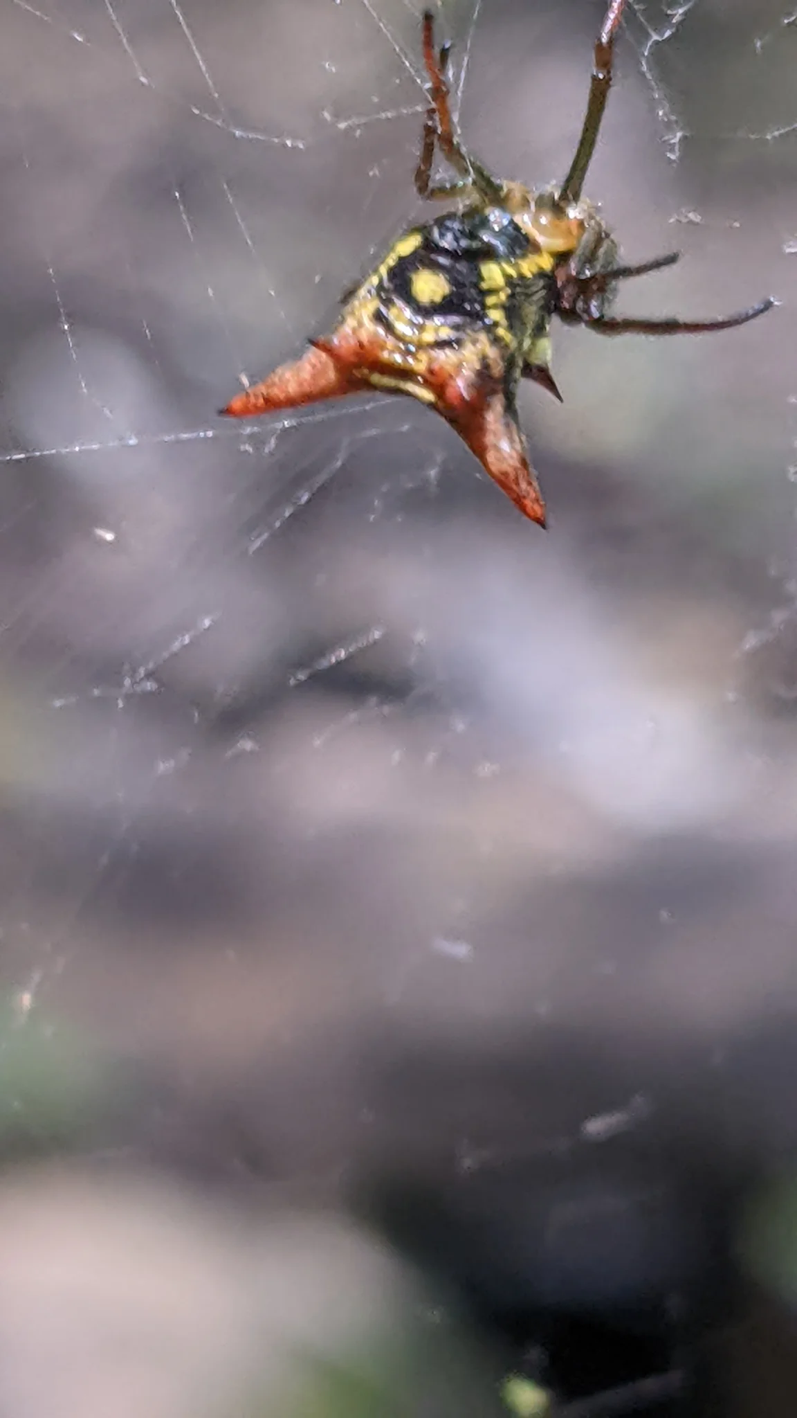 Araña de abdomen espinoso junto a una rama. La identificación más precisa sigue sin confirmarse.