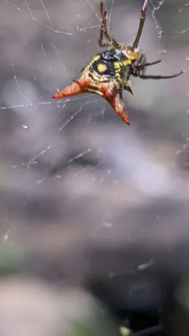 Araña de abdomen espinoso junto a una rama. La identificación más precisa sigue sin confirmarse.