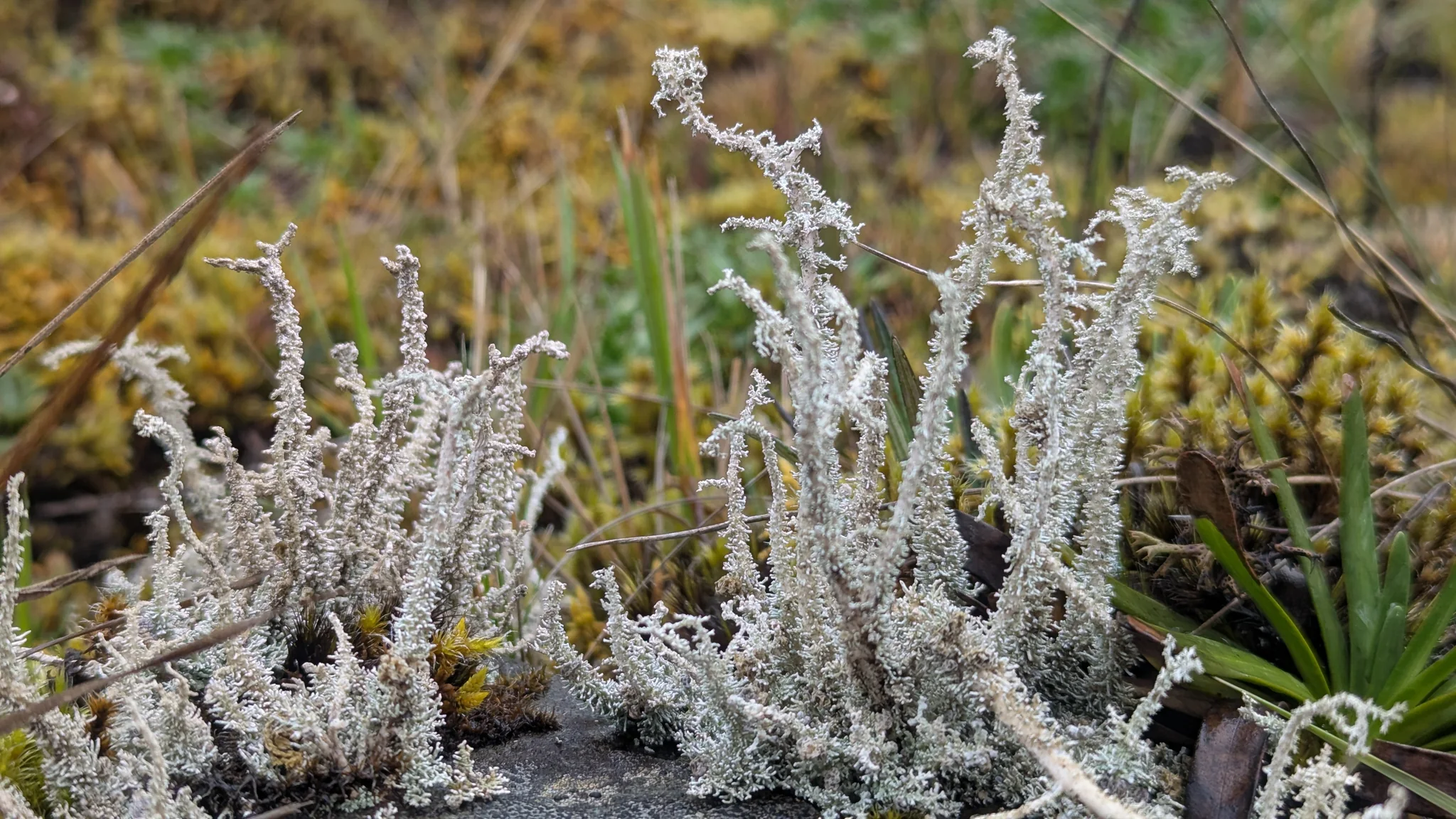 Un liquen claro y ramificado forma una pequeña mata sobre musgo y plantas bajas. Cladonia es un género candidato tentativo.