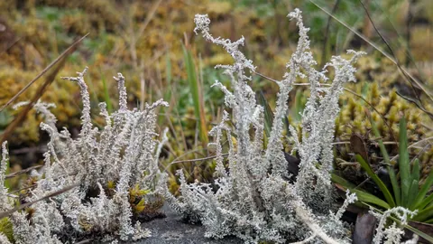 Un liquen claro y ramificado forma una pequeña mata sobre musgo y plantas bajas. Cladonia es un género candidato tentativo.