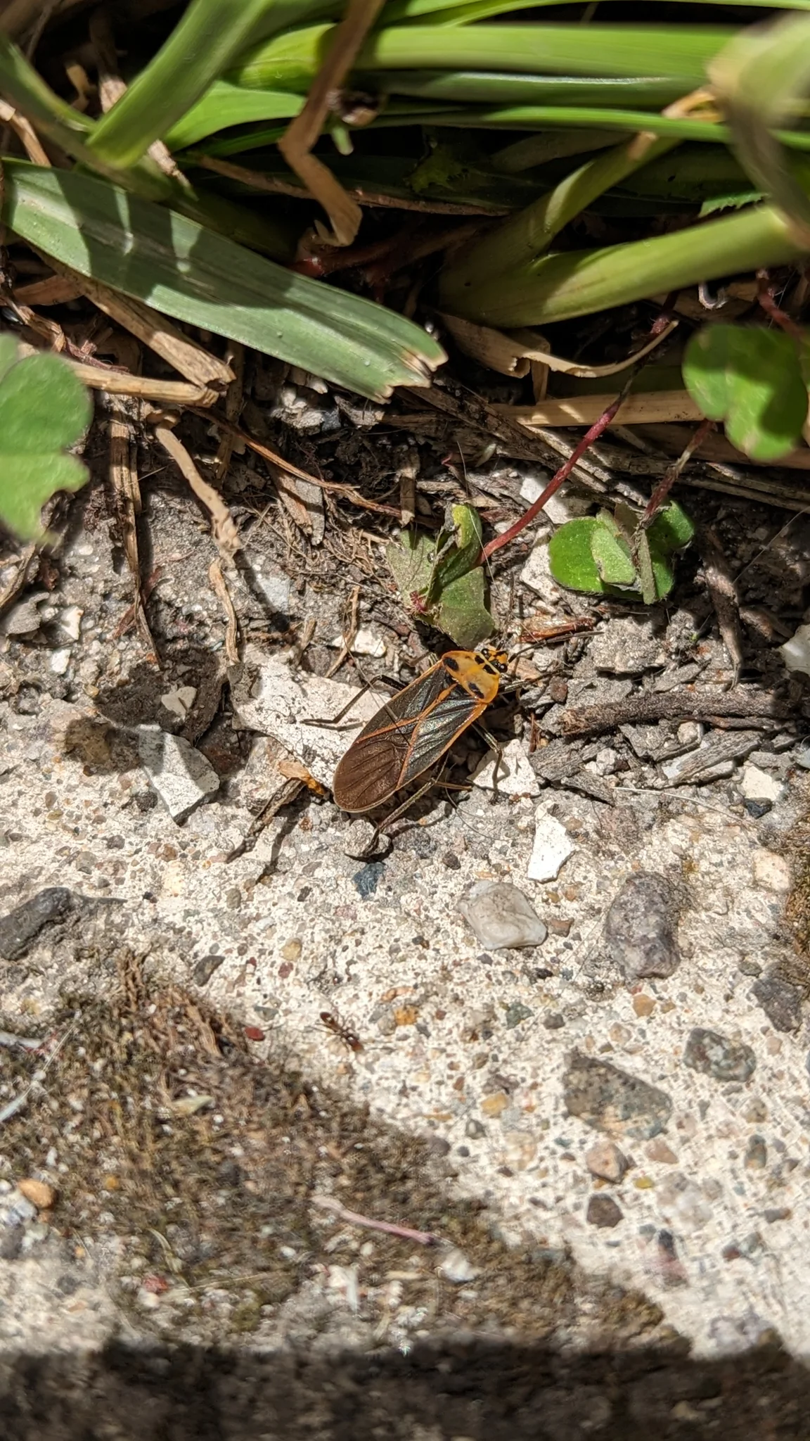 Insecto pequeño junto a suelo pedregoso. La identificación más precisa sigue sin confirmarse.
