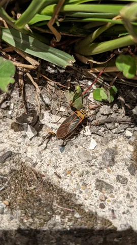 Insecto pequeño junto a suelo pedregoso. La identificación más precisa sigue sin confirmarse.