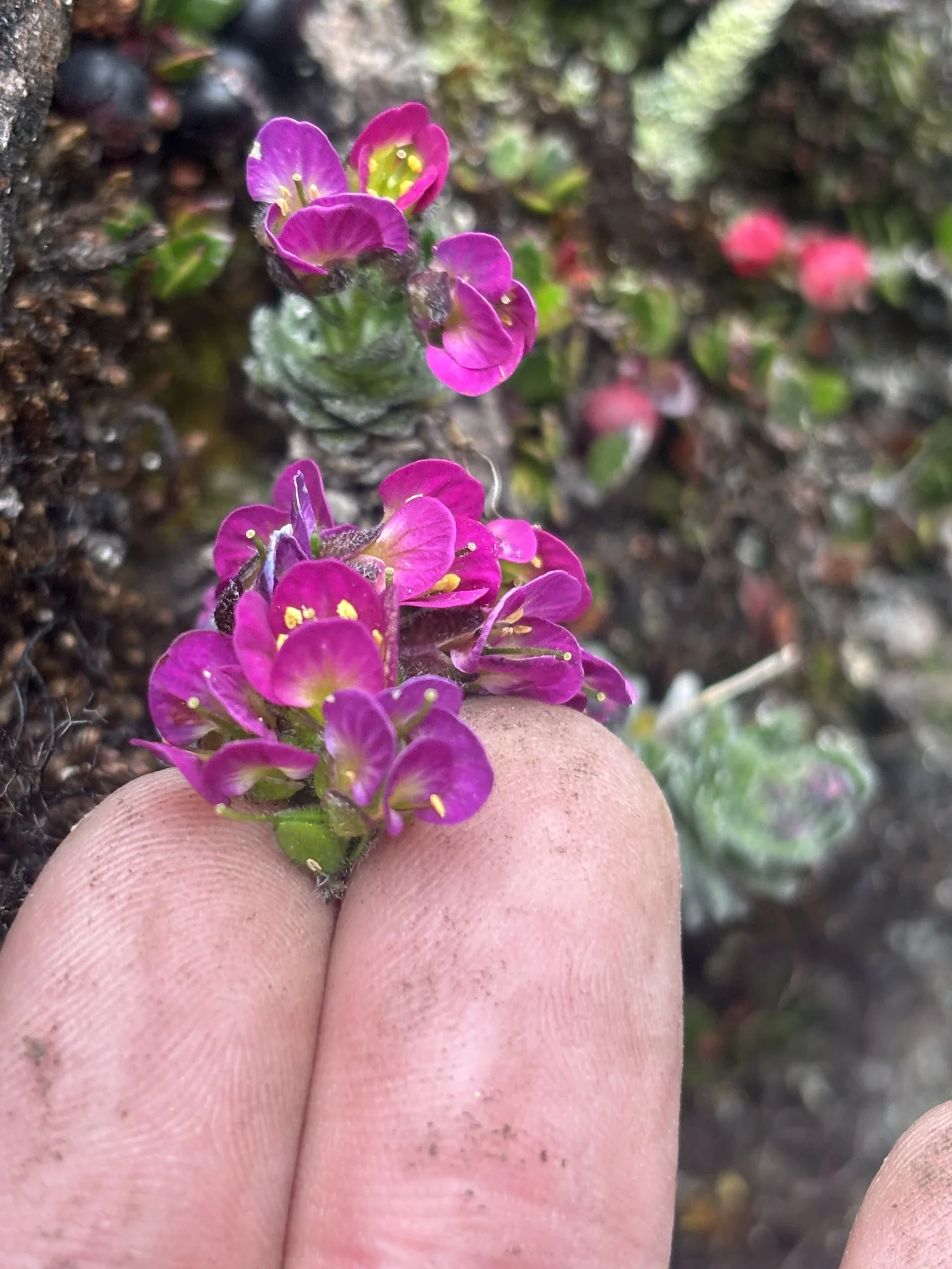 Flores magenta junto a los dedos. La identificación más precisa sigue sin confirmarse.