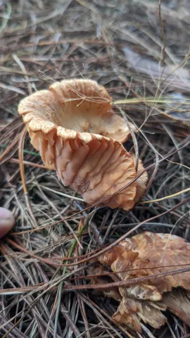Hongo de borde estriado sobre madera. La identificación más precisa sigue sin confirmarse.